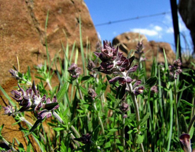 hemizygia teucriifolia